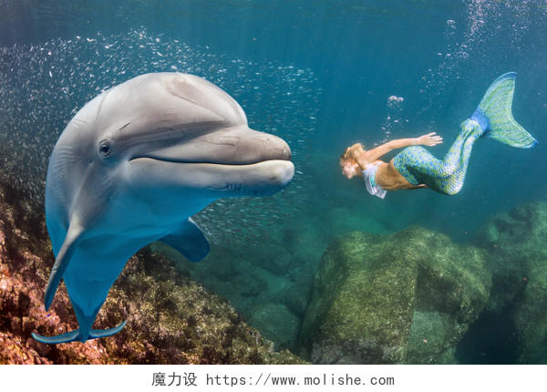 海洋背景下海豚和美人鱼在海里遨游
